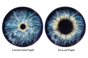 Human eye: Structural and functional System: Eye Anatomy. Pupil of Human eye