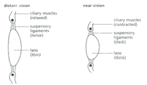 Suspensory Ligament of Eye lense