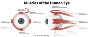 Muscles of Human eye. Human eye: Structural and functional System: Eye Anatomy