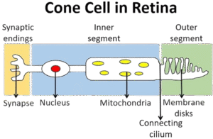 Rod Cell