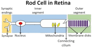 Rod Cell